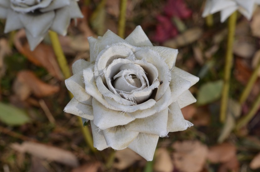 DSC_0053.JPG